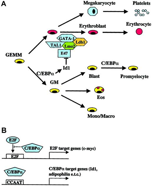 Fig. 4. Models for the role of C/EBPα in hematopoietic differentiation and lineage commitment. / (A) Known effects of Id1 expression on erythroid differentiation and the complex of GATA-1, TAL1 (SCL), Lmo2, and Ldb1 are shown. (B) Different mechanisms of “direct” target gene activation/repression by C/EBPα (for review see Loken et al18).