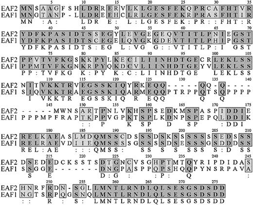 Fig. 1. Amino acid sequence of EAF2. / The amino acid sequence of EAF2 is listed on the top lines with the corresponding sequence of EAF1 below. The numbering of EAF2 residues is shown above each line. Identical amino acids are indicated by bold letters in gray boxes with the residue listed below the box and conserved amino acids by light boxes with 2 dots below the box.
