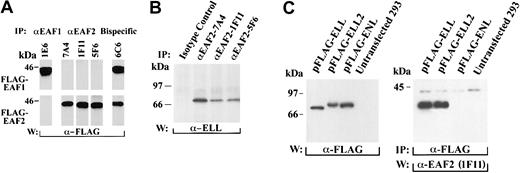 Fig. 4. Coimmunoprecipitation of EAF2 and ELL. / (A) Specificity of EAF2 and EAF1 monoclonal antibodies. 293 cells were transfected with FLAG-EAF1 or FLAG-EAF2 constructs. The cell lysates were immunoprecipitated with each of the monoclonal antibodies and blotted with the FLAG antibody. The 1E6 antibody precipitated FLAG-EAF1 but not FLAG-EAF2. In contrast, the 7A4, 1F11, and 5F6 monoclonal antibodies precipitated FLAG-EAF2 but not FLAG-EAF1. The 6C6 monoclonal antibody precipitated FLAG- EAF1 and FLAG-EAF2 equivalently, indicating that this antibody recognizes an epitope that is shared by both proteins. (B) Endogenous EAF2 is in a complex with endogenous ELL in untransfected cells. 293 cell extracts were immunoprecipitated with an isotype-control antibody or with the 3 monoclonal antibodies specific for EAF2. Using an affinity-purified polyclonal ELL antibody, endogenous ELL was detected in the lysates precipitated by the EAF2 antibodies but not in the lysates precipitated by the isotype control. (C) Endogenous EAF2 interacts with transfected ELL2. 293 cells were transfected with FLAG-ELL, FLAG-ELL2, or FLAG-ENL. Expression of these constructs was demonstrated by Western blot analysis of cell lysates with the FLAG antibody (left panel). Cell extracts were immunoprecipitated with the FLAG antibody. Endogenous EAF2 coprecipitated with FLAG-ELL and FLAG-ELL2, as detected by Western blot analysis using the 1F11 anti-EAF2 antibody (right panel). However, EAF2 did not coprecipitate with FLAG-ENL. Endogenous EAF2 migrates at approximately 42 kDa.