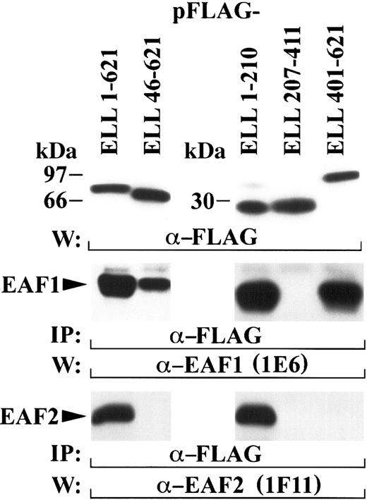 Fig. 5. ELL contains 2 separable protein-protein interaction domains. / The amino-terminus of ELL binds to both EAF2 and EAF1, but the carboxy-terminus of ELL binds only to EAF1. 293 cells were transfected with FLAG-tagged constructs containing multiple regions of ELL, immunoprecipitated with the FLAG antibody, and probed with either the 1E6 EAF1 antibody or the 1F11 EAF2 antibody. The top panel shows the expression of the FLAG-tagged ELL constructs detected with the FLAG antibody. Endogenous EAF1 coprecipitated with both the amino-terminus (residues 1-210) and the carboxy-terminus (residues 401-621) of ELL (middle panel). Endogenous EAF2 coprecipitated with amino acids 1-210 of ELL but did not coprecipitate with ELL amino acids 46-621, the region of ELL contributed to the MLL-ELL fusion protein (bottom panel).