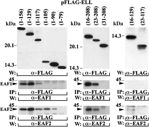 Fig. 6. Mapping of the amino-terminal interaction domain within ELL. / A series of deletion mutants containing different regions of the amino-terminus of ELL were cloned in the pFLAG vector and transiently transfected in 293 cells. The top panels demonstrate expression of these constructs with the FLAG antibody. The cell lysates were immunoprecipitated with the FLAG antibody and probed with the EAF1 and EAF2 monoclonal antibodies. The bands corresponding to the endogenous EAF1 and EAF2 proteins that coprecipitated with the transfected FLAG-tagged ELL constructs are indicated with an arrowhead.