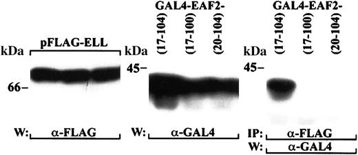 Fig. 7. Mapping of the ELL interaction domain within EAF2. / 293 cells were cotransfected with GAL4-tagged fragments of EAF2 and FLAG-tagged ELL. The left panel demonstrates expression of full-length ELL with the FLAG antibody for each of the transfections, and the middle panel the expression of the GAL4-EAF2 fragments with the GAL4 antibody. The cell lysates were immunoprecipitated with the FLAG antibody and probed with the GAL4 antibody. EAF2 amino acids 17-104 coprecipitated with ELL, but EAF2 17-100 and 20-104 did not bind to ELL.