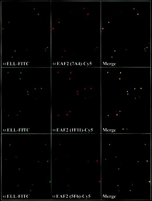 Fig. 8. EAF2 colocalizes with ELL in nuclear speckles. / Confocal microscopy with the affinity-purified polyclonal ELL antiserum detected with FITC-labeled goat antirabbit antibodies and with the monoclonal EAF2 antibodies detected with Cy5-labeled goat antimouse antibodies. Merged confocal images of ELL and EAF2 revealed colocalization.