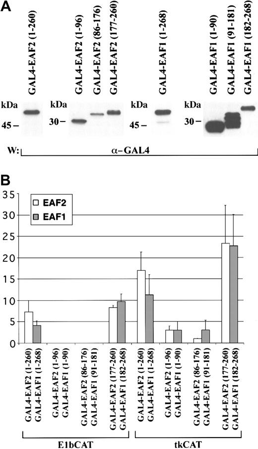 Fig. 9. EAF2 contains a transactivation domain in its carboxy-terminus. / (A) Western blot of protein extracts from 293 cells transfected with GAL4-EAF2 and GAL4-EAF1 fusion proteins and detected with the GAL4 antibody. (B) Transcriptional activation assay. The indicated fold activation levels are relative to those of the controls. Each bar represents the mean ± standard deviation of at least 3 independent experiments. GAL4-EAF2 constructs are shown in light boxes (■) and the corresponding GAL4-EAF1 constructs in gray boxes (░). The columns represent the following constructs: GAL4-EAF2 1-260 and GAL4-EAF1 1-268, GAL4-EAF2 1-96 and GAL4-EAF1 1-90, GAL4-EAF2 86-176 and GAL4 EAF1 91-181 GAL4-EAF2 177-260, and GAL4-EAF1 182-268. Results with the GAL4-E1bCAT promoter are on the left and the GAL4-tkCAT promoter on the right.