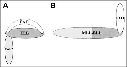 Fig. 11. Model of ELL protein-protein interactions with EAF1 and EAF2. / (A) EAF1 and EAF2 bind to the amino-terminus of the wild-type ELL protein, but only EAF1 binds to the carboxy-terminus of ELL. (B) The MLL-ELL fusion protein disrupts the amino-terminal protein-protein interaction domain of ELL but retains the carboxy-terminal EAF1 interaction domain.