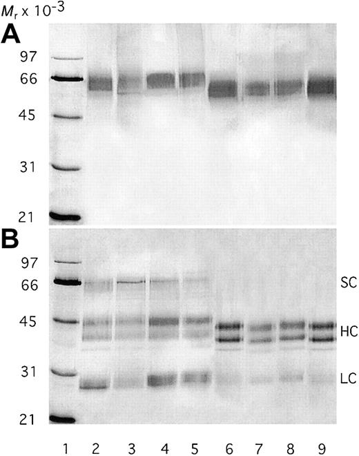 Fig. 1. SDS-PAGE analysis of recombinant protein C variants. / The purified protein C variants were subjected to 10% SDS-PAGE before and after activation by thrombin under both nonreducing (A) and reducing conditions (B). The proteins were visualized by silver staining. One microgram of protein was applied to each lane. Lanes 2 to 5 represent nonactivated protein C, whereas activated proteins were applied to lanes 6 to 9. Lanes 2 and 6 contain WT protein C; lanes 3 and 7, the QGN variant; lanes 4 and 8, the SEDY variant; and lanes 5 and 9, the QGNSEDY variant. Lane 1 contains the molecular weight markers. SC indicates single chain; HC, heavy chain; LC, light chain.