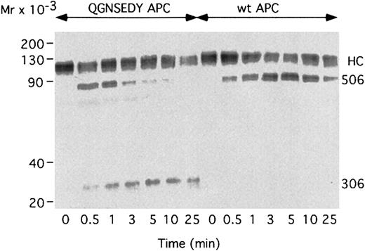 Fig. 6. Western blot analysis of FVa degradation. / Plasma-derived FVa (0.8 nM) was incubated with 25 μM PS/PC, 10:90, phospholipid vesicles at 37°C and 0.04 nM WT APC or QGNSEDY-APC. At the indicated times, aliquots were drawn and subjected to Western blot analysis using the monoclonal antibody AHV5146, which reacts with an epitope located between positions 306 and 506. HC, heavy chain of Fva; 506, the 1-506 fragment; 306, the 307-506 fragment.