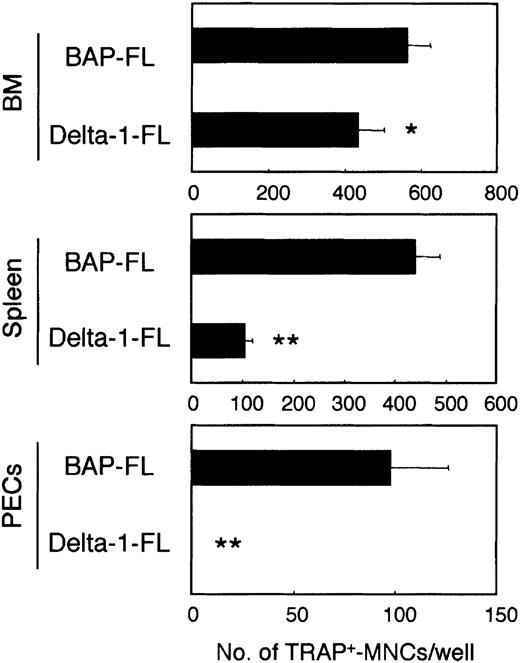 Fig. 1. Immobilized Delta-1–FL inhibits osteoclast development. / Freshly prepared BM cells, spleen cells, and cells from the peritoneal cavity (PECs) were cultured on dishes coated with Delta-1–FL or BAP-FL in the presence of RANKL (25 ng/mL) and M-CSF (50 ng/mL). After 6 days of culturing, the number of TRAP+-MNCs was counted. Bars indicate means ± SDs of triplicate cultures. *P < .05 and **P < .005 indicate significantly different from the corresponding cultures in dishes coated with BAP-FL.
