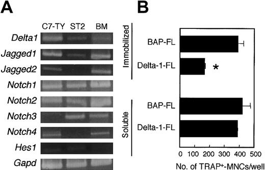 Fig. 2. C7-TY, ST2, and BM cells express genes for components of Notch signaling, and immobilized Delta-1–FL directly inhibits osteoclastogenesis of C7-TY cells. / (A) RT-PCR analyses of genes for components of Notch signaling were performed by using cDNAs from C7-TY, ST2, and BM cells. (B) C7-TY cells cultured with RANKL (25 ng/mL) on dishes coated with Delta-1–FL or BAP-FL, or in the presence of soluble Delta-1–FL (1 μg/mL) or BAP-FL (1 μg/mL). After 6 days of culturing, the number of TRAP+-MNCs was counted. Bars indicate means ± SDs of triplicate cultures. *Indicates significantly different from the corresponding cultures in dishes coated with BAP-FL (P < .005).