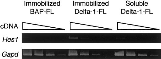 Fig. 3. Induction of Hes1 gene expression by immobilized Delta-1–FL. / Total RNAs were prepared from dish-adherent BM cells cultured in the presence of immobilized Delta-1–FL or BAP-FL, or soluble Delta-1–FL, plus M-CSF (50 ng/mL) for 4 days. Serial dilutions (1:1, 1:9, 1:81, 1:729) of cDNAs were subjected to PCR amplification specific for theHes1 and Gapd genes.