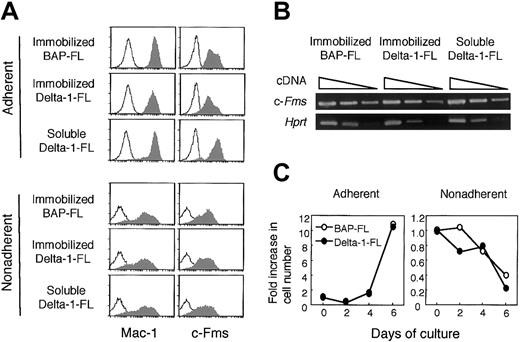 Fig. 6. Immobilized and soluble Delta-1–FL reciprocally regulate c-Fms expression on adherent cells and immobilized Delta-1–FL, but do not affect the cell growth of BM cells. / (A) BM cells were cultured with M-CSF (50 ng/mL) for 4 days in dishes coated with Delta-1–FL, or BAP-FL, or in the presence of soluble Delta-1–FL (1 μg/mL) and then analyzed by flow cytometry. The shaded histograms represent staining with anti–Mac-1 and anti–c-Fms antibodies and the open histograms represent staining with a control antibody. (B) Total RNAs were prepared from dish-adherent BM cells cultured in the presence of immobilized Delta-1–FL or BAP-FL, or soluble Delta-1–FL, plus M-CSF (50 ng/mL) for 4 days. Serial dilutions (1:1, 1:9, 1:81) of cDNAs were subjected to PCR amplification specific for the c-Fms and Hprt genes. (C) Freshly prepared BM cells were cultured with M-CSF (50 ng/mL) on Delta-1–FL– or BAP-FL–coated dishes. After 2, 4, and 6 days of culturing, the numbers of dish-adherent and -nonadherent cells were counted.
