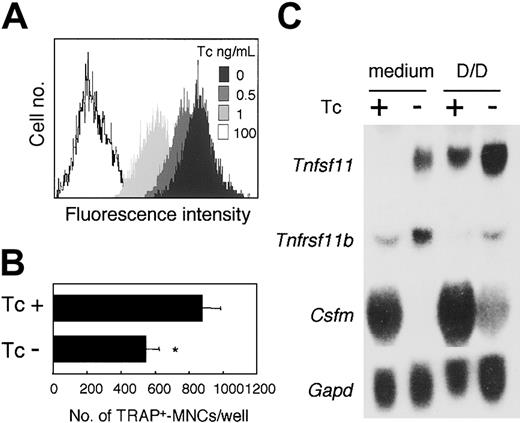 Fig. 8. Effect of inducible aNotch1 in ST2 stromal cells on their ability to support osteoclastogenesis. / After culturing for 72 hours at the indicated concentration of Tc, the expression of aNotch in ST2NIC stromal cells was assessed by measuring the fluorescence intensity of GFP (A). (B) Freshly prepared BM cells were cultured for 6 days on ST2NIC with Tc (100 ng/mL) or the same volume of EtOH in the presence of 1.25(OH)2D3 (10−8 M) and DEX (10−7 M). After 6 days of culturing, TRAP+multinucleated osteoclasts were counted. Bars indicate means ± SD of triplicate cultures. *Indicates significantly different from the corresponding cultures with EtOH (P < .001). (C) After culturing for 4 days with Tc (100 ng/mL) or EtOH in the presence of 1,25(OH)2D3 and DEX (D/D), Northern hybridization analysis of Csfm (M-CSF), Tnfsf11(RANKL), and Tnfrsf11b (OPG) gene expression in ST2NIC was performed. Gapd gene expression is shown as a loading control in the bottom blot.