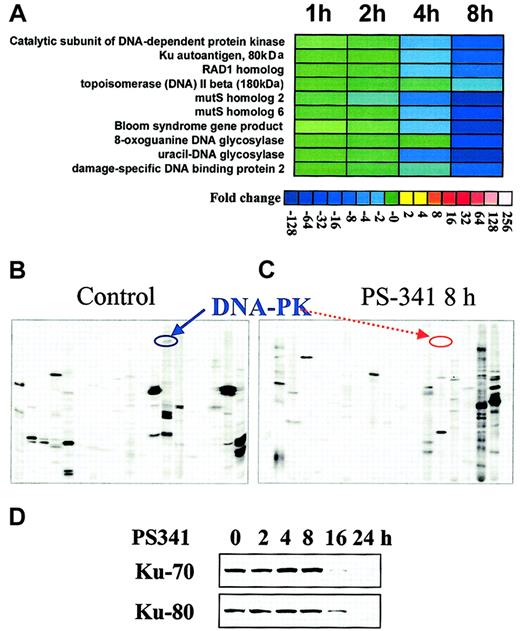 Fig. 2. PS-341 down-regulates the expression of several proteins involved in DNA repair. / (A) Transcriptional profile detected by oligonucleotide-microarray analysis in MM-1S cells treated with PS-341. Transcriptional changes induced by PS-341 (100 nM, 1-8 hours) included down-regulation of a functional cluster of molecules implicated in the response to genotoxic stress. Color saturation is proportional to magnitude of the difference from the respective control. (B-C) Proteomic analysis of the signaling state of PS-341–treated MM-1S cells. Proteomic analysis detects down-regulation of DNA-PK following 8-hour incubation with PS-341 (as depicted by respective arrows). (D) Immunoblotting confirms that PS-341 decreases protein expression of Ku 80 and Ku 70.