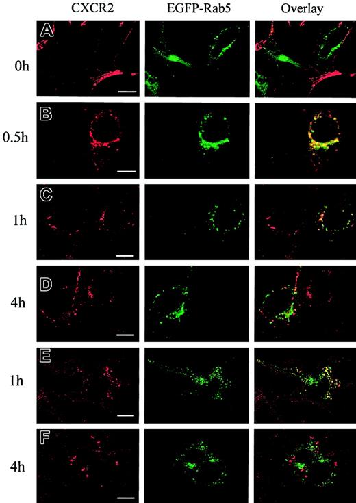 Fig. 1. Agonist-stimulated colocalization of the internalized CXCR2 with EGFP-Rab5 in HEK293 cells and RBL-2H3 cells. / HEK293 cells (A-D) and RBL-2H3 cells (E-F) stably expressing CXCR2 were transiently transfected with plasmids encoding EGFP-Rab5. Cells were treated with 200 nM CXCL8 at 37°C for different times as indicated, then fixed in methanol. Cells were incubated with a mouse monoclonal anti-CXCR2 antibody at room temperature for 30 minutes, followed by incubation with a rhodamine-conjugated antimouse antibody at room temperature for 30 minutes. Representative laser-scanning confocal micrographs from 3 independent experiments demonstrating the distribution of CXCR2 (red), EGFP-Rab5 (green), and colocalization of CXCR2 with EGFP-Rab5 (yellow) are shown. Images were processed using Photoshop software (Adobe, San Jose, CA). Bars, 10 μm.