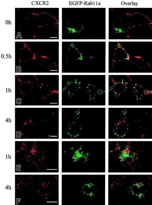 Fig. 2. Agonist-stimulated colocalization of internalized CXCR2 with EGFP-Rab11a in HEK293 cells and RBL-2H3 cells. / HEK293 cells (A-D) and RBL-2H3 cells (E-F) stably expressing CXCR2 were transiently transfected with plasmids encoding EGFP-Rab11a. Cells were treated with 200 nM CXCL8 at 37°C for different times as indicated, then fixed in methanol. Cells were incubated with a mouse monoclonal anti-CXCR2 antibody for 30 minutes, followed by incubation with a rhodamine-conjugated antimouse antibody for 30 minutes. Representative laser-scanning confocal micrographs from 3 independent experiments demonstrating the distribution of CXCR2 (red), EGFP-Rab11a (green), and colocalization of CXCR2 with EGFP-Rab11a (yellow) are shown. Images were processed using Photoshop software. Bars, 10 μm.