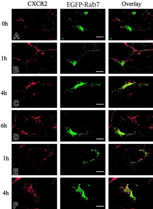 Fig. 3. Agonist-stimulated colocalization of CXCR2 with EGFP-Rab7 in HEK293 cells and RBL-2H3 cells. / HEK293 cells (A-D) and RBL-2H3 cells (E-F) stably expressing CXCR2 were transiently transfected with plasmids encoding EGFP-Rab7. Cells were treated with 200 nM CXCL8 at 37°C for different times as indicated, then fixed in methanol. Cells were incubated with a mouse monoclonal anti-CXCR2 antibody for 30 minutes, followed by incubation with a rhodamine-conjugated antimouse antibody for 30 minutes. Representative laser-scanning confocal micrographs from 3 independent experiments demonstrating the distribution of CXCR2 (red), EGFP-Rab7 (green), and colocalization of CXCR2 with EGFP-Rab7 (yellow) are shown. Images were processed using Photoshop software. Bars, 10 μm.