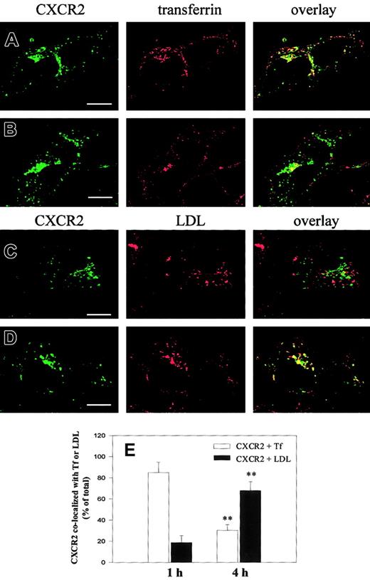 Fig. 5. Agonist-induced colocalization of CXCR2 with transferrin and LDL in HEK293 cells. / Cells stably expressing CXCR2 were incubated with CXCL8 (200 nM) and transferrin–Texas Red (25 μg/mL) (A-B) or Dil-LDL (40 μg/mL) (C, D) at 37°C for 1 hour (A, C) or 4 hours (B, D). Cells were washed in cold PBS and fixed in methanol. Cells were incubated with a monoclonal CXCR2 antibody for 30 minutes at room temperature, followed by incubation with an FITC-conjugated antimouse antibody for 30 minutes at room temperature. Representative laser-scanning confocal micrographs from 3 independent experiments demonstrating the distribution of CXCR2 (green), transferrin–Texas Red (red), Dil-LDL (red), and colocalization of CXCR2 with transferrin–Texas Red (yellow; A-B) or CXCR2 with Dil-LDL (yellow; C-D) are shown. Bars, 10 μm. (E) Quantification of the percentage of CXCR2 colocalized with transferrin (■) or LDL (▪) was determined by counting the colocalized receptor fluorescence (yellow) from the total internalized receptor fluorescence (green and yellow). Data are means ± SEMs of 3 independent experiments (**P < .01). Tf indicates transferrin.