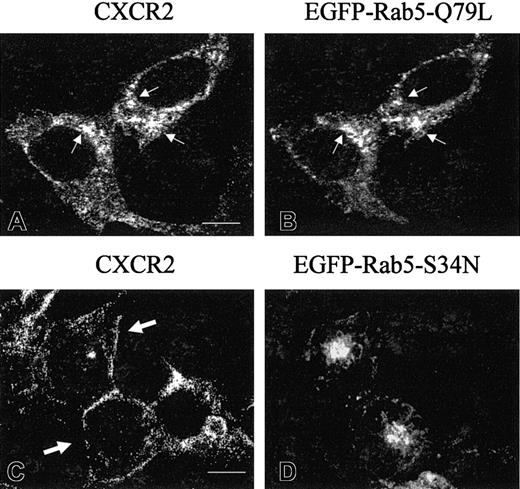 Fig. 7. Agonist-stimulated internalization of CXCR2 in HEK293 cells expressing EGFP-Rab5-Q79L or EGFP-Rab5-S34N. / HEK293 cells stably expressing CXCR2 were transiently transfected with plasmids for EGFP-Rab5-Q79L (A-B) or EGFP-Rab5-S34N (C-D). Cells were treated with 200 nM CXCL8 at 37°C for 30 minutes, then fixed in methanol. Cells were incubated with a mouse monoclonal anti-CXCR2 antibody for 30 minutes, followed by incubation with a rhodamine-conjugated antimouse antibody for 30 minutes. Representative confocal micrographs from 3 independent experiments demonstrating the distribution of CXCR2 (A, C) in cells expressing EGFP-Rab5-Q79L (B) or EGFP-Rab5-S34N (D) are shown. Small arrows indicate the examples of colocalization of CXCR2 with EGFP-Rab5-Q79L (A-B). Large arrows indicate the retardation of CXCR2 internalization in the EGFP-Rab5-S34N–expressing cells (C). Images were processed using Photoshop software. Bars, 10 μm.