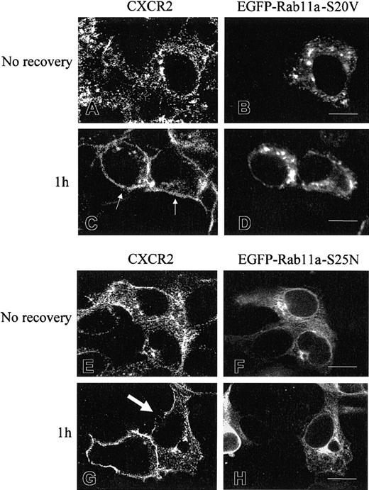 Fig. 9. Recycling of CXCR2 in HEK293 cells overexpressing EGFP-Rab11a-S20V or EGFP-Rab11a-S25N. / Cells coexpressing CXCR2 and Rab11a-S20V (A-D) or Rab11a-S25N (E-H) were treated with CXCL8 at 37°C for 30 minutes, then the agonist was removed. Cells either were fixed immediately (A-B,E-F) or were incubated with agonist-free medium for 1 hour at 37°C before being fixed (C-D,G-H). Cells were incubated with a mouse monoclonal anti-CXCR2 antibody for 30 minutes, followed by incubation with a rhodamine-conjugated antimouse antibody for 30 minutes. Representative confocal micrographs from 4 independent experiments demonstrating the intracellular distribution of CXCR2 (A,C,E,G) and EGFP-Rab11a-S20V (B,D) or EGFP-Rab11a-S25N (F,H) were shown. Small arrows indicate the recycled CXCR2 on the cell surface in the cells expressing EGFP-Rab11a-S20V (C). Large arrow indicates the nonrecycling of CXCR2 in the EGFP-Rab11a-S25N-expressing cell (G). Images were processed using Photoshop software. Bars, 10 μm.