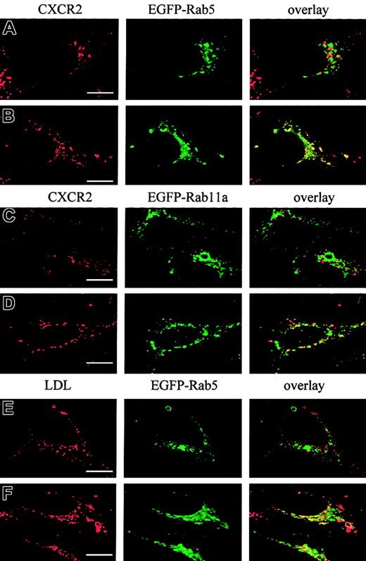 Fig. 11. Colocalization of CXCR2 or LDL with EGFP-Rab5 or EGFP-Rab11a in HEK293 cells overexpressing Rab7 or Rab7-T22N. / (A-D) Colocalization of CXCR2 with EGFP-Rab5 or EGFP-Rab11a. HEK293 cells stably coexpressing CXCR2 and Rab7 (A, C) or CXCR2 and Rab7-T22N (B, D) were transiently transfected with plasmids encoding EGFP-Rab5 (A-B) or EGFP-Rab11a (C-D). Cells were treated with CXCL8 (200 ng/mL) at 37°C for 4 hours. Cells were fixed with methanol and incubated with a mouse monoclonal CXCR2 antibody for 30 minutes, followed by a Cy3-conjugated antimouse antibody for 30 minutes. Representative laser-scanning confocal micrographs from 3 independent experiments demonstrating the distribution of CXCR2 (red), EGFP-Rab5, or EGFP-Rab11a (green), and the colocalization (yellow) of CXCR2 with either EGFP-Rab5 (A-B) or EGFP-Rab11a (C-D) are shown. (E-F) Colocalization of LDL with EGFP-Rab5. HEK293 cells stably expressing Rab7 (E) or Rab7-T22N (F) were incubated with Dil-LDL (40 μg/mL) at 37°C for 4 hours, then fixed in methanol. Representative confocal micrographs demonstrating the distribution of LDL (red) and EGFP-Rab5 (green) and the colocalization of LDL with EGFP-Rab5 (yellow) are shown. Images were processed using Photoshop software. Bars, 10 μm.