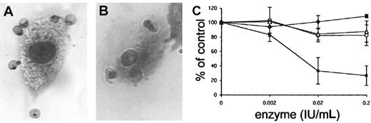 Fig. 1. Heparinase sensitivity in adhesion of infected erythrocytes to human endothelial cells. / Adhesion of infected erythrocytes to human endothelial cells is heparinase sensitive. (A-B) Adhesion of FCR3S1.2-infected erythrocytes to HUVECs (panel A) and HLECs (panel B) stained with Giemsa (“Materials and methods”). Original magnification × 1000. (C) HUVECs were treated with the enzymes neuraminidase (▵), chondroitinase ABC (○), hyaluronidase (●), or heparinase III (▪) for 2 hours before incubation with FCR3S1.2 for 1 hour at 37°C. All samples are compared with controls in which pRBCs alone were incubated with untreated HUVECs. All data are expressed as the mean of 3 independent experiments ± SD.
