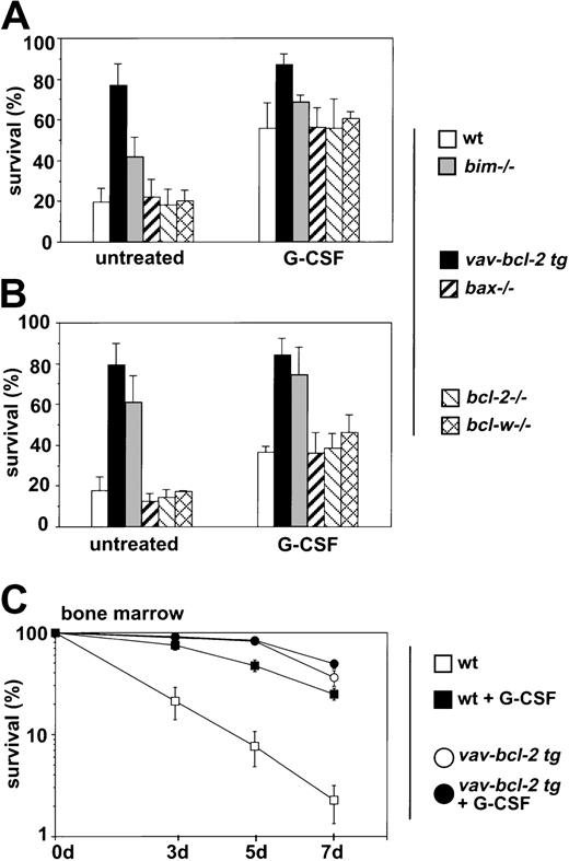 Fig. 3. Influence of G-CSF on granulocyte survival. / Granulocytes from mice of the indicated genotypes were isolated from (A, C) bone marrow or (B) the peritoneal cavity after injection with casein. Granulocytes were cultured in the absence or presence of rhG-CSF (100 U/mL). Cell survival was assessed after 72 hours (A; bone marrow–derived granulocytes) or 24 hours (B; mobilized peritoneal granulocytes) or at time points (C; bone marrow) by staining with propidium iodide plus or minus annexin V staining and flow cytometric analysis. Both methods gave comparable results, and data were therefore pooled. Bars represent means ± SDs of 3 to 6 independent experiments performed in duplicate on 4 to 8 animals of each genotype.