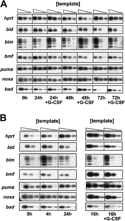 Fig. 4. Analysis of mRNA expression of BH3-only genes. / To profile mRNA expression of BH3-only genes by semiquantitative RT-PCR, granulocytes were derived from (A) bone marrow or (B) the peritoneal cavity of C57BL/6 mice, sorted by flow cytometry, and cultured in the presence or absence of rh G-CSF (100 U/mL). RNA was extracted at the indicated time points and reverse transcribed into cDNA. Limiting dilutions of cDNAs were amplified by PCR. The PCR products obtained using BH3-only gene sequence–specific primers were separated on 2% agarose gels and the identity of the PCR products confirmed by Southern blotting using sequence-specific internal oligonucleotides as a probe. Results shown are representative of 2 independent experiments.