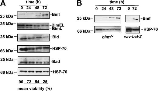 Fig. 5. The BH3-only protein Bmf accumulates in granulocytes in culture. / (A) Sorted granulocytes from the bone marrow of C57BL/6 mice were cultured in simple medium for 24, 48, or 72 hours. Survival was assessed by trypan blue exclusion in a hemocytometer. Cells were harvested, lysed, and proteins subjected to Western blot analysis using antibodies specific for the BH3-only proteins Bim, Bid, or Bmf. Analysis of Hsp70 expression was performed as a loading control. Filters were sequentially probed, stripped, and reprobed (first Bmf, then Bim, then Bid, then Hsp70 or Puma, then Noxa, then Bad, then Hsp70). Data show 1 representative of 3 independent experiments. (B) Sorted granulocytes from Bim-deficient andbcl-2 transgenic mice were cultured in simple medium, and Bmf protein expression was analyzed as in panel A. Data show 1 of 2 independent experiments.