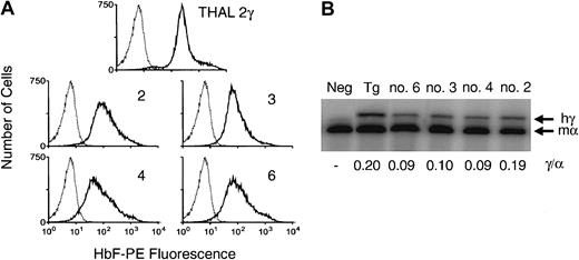 Fig. 3. Human Aγ-globin expression in normal murine red cells. / (A) FACS analysis for human γ-globin expression (HbF-PE fluorescence) in the red cells of normal mice 17 weeks following transplantation with normal BM cells transduced with the d432β-Aγ 3′RE lentiviral vector. Shown at top is a histogram for γ-globin expression (solid lines) in the red cells of a β-thalassemic mouse harboring 2 copies of a β-spectrin promoter-driven γ-globin transgene (THAL 2γ). Below are histograms for γ-globin expression in the red cells of mice that underwent transplantation (mouse number indicated at right). The dotted line indicates the staining profile of red cells from a control mouse that did not undergo transplantation. (B) RNase protection analysis for the levels of vector-encodedAγ-globin and endogenous murine α-globin mRNAs. RNA (0.25 μg) from reticulocytes of the mice indicated above each lane was hybridized to a 32P-labeled antisense riboprobe that protects both exon 2 of the γ-globin gene and exon 2 of the murine α-globin gene. The relative γ/α ratio, indicated below each lane, was obtained by dividing the γ-globin signal (hγ) by the α-globin signal (mα). Neg indicates negative control mouse; Tg, sample from the above-described β-thalassemic/γ-globin transgenic mouse.