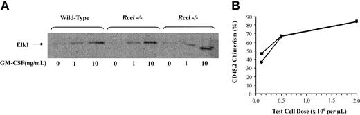 Fig. 2. ERK activation and repopulating potential of. / Rce1−/− cells. (A) Bone marrow was collected 3 to 6 months after adoptive transfer, incubated under low (0.1%) serum conditions for 4 hours, and then stimulated with recombinant murine GM-CSF. The cells were lysed after 10 minutes, immunoprecipitated with an antibody against ERK, and phosphorylation of an Elk1 substrate was measured. (B) Percentages of peripheral blood leukocytes derived from Rce1−/− (▪) and wild-type (●) 4 months after adoptive transfer with a standard population of CD45.1 competitor cells. Data are pooled from independent experiments and represent 3 to 6 recipients at each point.