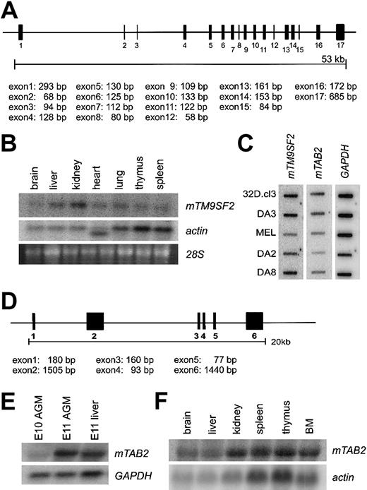 Fig. 2. Structure and expression pattern of the mouse. / TM9SF2 and mTAB2 genes.(A) Schematic representation of the mouse TM9SF2 gene locus. The 2746-bp mRNA sequence of mTM9SF2 (BC003862) was aligned against the Celera mouse genome database to retrieve information about the genomic structure. The gene contains at least 17 exons spanning approximately 53 kb and is located at mouse chromosome 14. The human and mouse TM9SF2 genes have a similar structure, and the hTM9SF2 is located on chromosome 13q11-34. (B) Northern blot with RNA derived from several adult mouse tissues probed with mTM9SF2 probe. Specific expression in all tissues is observed, with the highest expression in liver and kidney. The probe hybridizes to an RNA of approximately 3 to 3.5 kb. (C) Complementary DNA dot blot analysis shows mTM9SF2 andmTAB2 expression in several hematopoietic cell lines. FormTM9SF2, the highest expression levels were observed in myeloid (32D.cl3, DA3) and B-lymphoid (DA8) and lowest expression in T-lymphoid (DA2) and erythroid (MEL) cell lines. For mTAB2the highest levels of expression were observed in the myeloid cell lines. (D) Schematic representation of the mTAB2 gene locus. The 3480 bp mRNA sequence (BC004813) was aligned against the Celera mouse genome database to retrieve information about the genomic structure. The gene contains at least 6 exons spanning approximately 20 kb and is located at mouse chromosome 10. The gene structure ofmTAB2 and hTAB2 is similar, and hTAB2is located on human chromosome 6q25. (E) Northern blot containing RNA from E10 and E11 AGM and E11 liver tissues probed with anmTAB2 probe. The probe hybridizes to an RNA of approximately 3.5 to 4 kb. Differential expression of mTAB2 in the AGM between E10 and E11 is observed. (F) Northern blot containing RNA from adult mouse tissues reveals high levels of mTAB2 expression in the kidney, thymus, spleen, and BM.