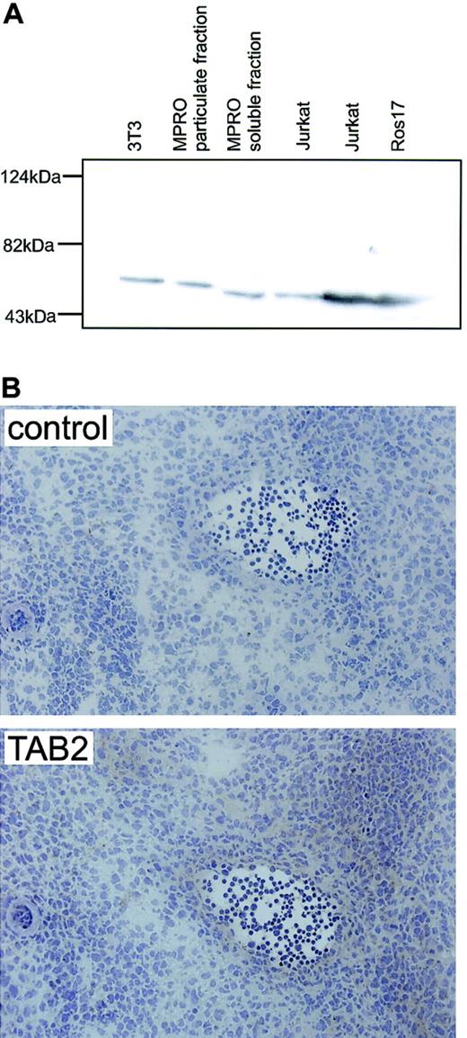 Fig. 3. AGM immunostaining for mTAB2. / (A) Western blot analysis on mouse fibroblast (NIH-3T3) and myeloid (MPRO) cell lines and human B-lymphoid (ROS17) and T-lymphoid (Jurkat) cell lines shows that the antibody raised against human TAB2 recognizes a single protein band with the expected molecular mass of 77 kDa in both the human and mouse protein lysates. (B) Immunohistochemistry with the anti-TAB2 antibody was performed on 6 to 8 μM transverse cryosections of E12 embryos at the level of the AGM. Expression of mTAB2 was detected in the endothelium of the E11 (not shown) and E12 dorsal aorta and in some cells surrounding the dorsal aorta. Original magnification, × 200. TAB2 staining was visualized with peroxidase substrate DAB chromogen and sections were counterstained with hematoxylin.