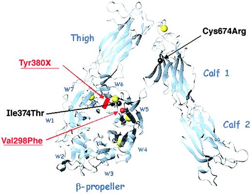 Fig. 2. Ribbon diagram of the αV subunit showing the relative locations of the αIIb mutations of patients M and C. / The αIIb and αV subunits share 40% sequence homology. This ribbon diagram of αV shows the relative positions of the 4 αIIb mutations, which are indicated by spheres (missense mutation) or a block (nonsense mutation) centered on the amino acid α-carbons (red and underlined for patient M, black for patient C). The β-propeller blades are designated W1-W7; the calcium atoms are shown in yellow. Three mutations lie within the β-propeller domain, blades W5 and W6, and the fourth is within the calf-1 domain. This image was generated with MOLMOL36 from the PDB file 1JV2.13