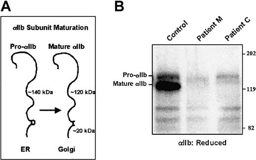 Fig. 3. Immunoblot for αIIb of 293T cells transfected with mutant αIIbβ3 receptors. / Cells were solubilized in Triton X-100, electrophoresed into a 7% polyacrylamide gel under reduced conditions, and electrotransferred to PVDF membranes. Equal amounts of protein (150 μg), as determined by the BCA assay, were loaded per lane. The membrane was analyzed for αIIb using the mAb PMI-1. (A) Schematic diagram showing the processing and molecular weights of pro-αIIb in the endoplasmic reticulum and of mature αIIb in the Golgi. (B) Immunoblot of αIIb showing pro-αIIb and mature forms of control and mutant subunits.