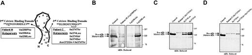 Fig. 5. Effect of replacing residues Val298 and Ile374 with different amino acids on the maturation and processing of pro-αIIb to mature αIIb. / Cells were cotransfected with cDNA constructs expressing control or mutant αIIb and control β3 subunits for 36 hours. Whole cell lysates were prepared and immunoprecipitated with antibodies to αIIb (B1B5 and M-148). Immunoblots were performed with another antibody to αIIb (PMI-1). Bands representing pro-αIIb and mature αIIb are shown by arrows. (A) Schematic model of a calcium-binding loop showing residues numbered −3 to −1 and 1-12. The amino acid sequences of the second and third calcium-binding domains of αIIb are shown. The Val298 and Ile374 residues are underlined and the amino acids in the putative N-linked glycosylation site created by the Ile374Thr mutation are bracketed. The amino acid substitutions for residues Val298, Ile374, and Asn372 are shown in the boxes. (B) Immunoblot of cells expressing amino acid substitutions for residue Val298. (C) Immunoblot of cells expressing amino acid substitutions for residue Ile374. (D) Immunoblot of cells expressing amino acid substitutions for Ile374 and Asn372.
