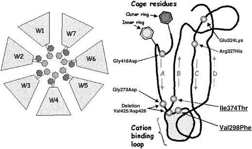 Fig. 8. Mutations within the αIIb calcium-binding domains. / (Left) Schematic of the β-propeller domain of αIIb and αv showing the central cage motif. The blades are labeled W1 through W7. The cage motif comprises 2 concentric rings of predominantly aromatic residues, which line the upper, inner rim of the propeller core. Each blade contributes 2 residues to the cage structure, represented here by hexagons. (Right) Schematic of one blade of the αIIb β-propeller derived from molecular modeling, showing the relative locations of 7 Glanzmann thrombasthenia mutations that lie within blades W4-W7. The blade is viewed from the side, with the 2 cage residues indicated and the calcium-binding loop at the bottom. Starting from the cage residues, the 4 antiparallel β-strands of the blade form the legs of a “W.” Seven mutations reported to be in or near the calcium-binding domains (including the 2 from this study, underlined) are shown in their relative positions: Gly273Asp from W4; Val298Phe, Glu324Lys, and Arg327His from W5; Ile374Thr from W6; and Gly418Asp and deletion Val425/Asp426 from W7.7-11