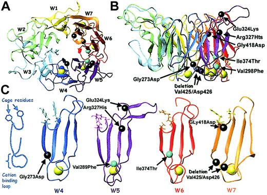 Fig. 9. Model of the αIIb β-propeller showing calcium-binding mutations and cage residues. / A model of the αIIb β-propeller was generated as described in “Patients, materials, and methods.” (A) Top view of the propeller showing the 7 blades (W1-W7), the 4 calcium ions (yellow), and the locations of 7 reported calcium-binding domain mutations (black and cyan spheres; mutations identified in this study are cyan). (B) Side view of the propeller with the mutations labeled. (C) Blades W4-W7 are viewed from the side. The 2 critical cage residues are displayed. A sphere centered on the amino acid α-carbon identifies the positions of each calcium-binding domain mutation. This figure was generated with MOLMOL.36