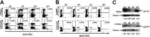 Fig. 3. Treatment with IL-7 induces profound peripheral T-cell cycling. / (A) Transient and marked increase in the percentage of Ki67+/CD4+ and Ki67+/CD8β T cells with IL-7 treatment. The numbers in the upper quadrant are the percentage of CD4+ and CD8β+ cells that stain with Ki67. (B) Increased BrdU uptake by CD4+ and CD8β+ T cells during 18 hour ex vivo culture initiated following in vivo exposure to IL-7. (C) Reversible decrease in p27kip1 and p16Ink4a proteins in peripheral blood mononuclear cells following IL-7 treatment. The ratio of p27kip1 and p16Ink4a to tubulin densitometry readings are shown below each lane.