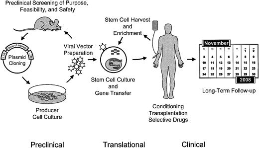 Fig. 1. Schematic overview of the procedures involved in the ex vivo manipulation of hematopoietic stem cells for gene therapy and preclinical approaches.