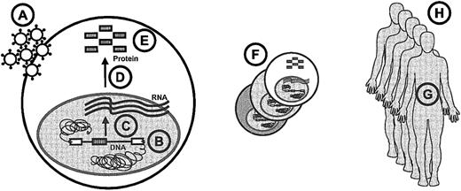 Fig. 2. Overview of dose issues in stem cell gene therapy. / The following items are indicated in the lettered circles: A, particle dosage; B, number of inserted genes; C, transcription; D, RNA processing; E, protein features; F, target pool size; G, cellular life span and plasticity; and H, number of patients.