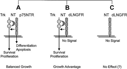 Fig. 4. Proposed context-dependence of side effects elicited by dLNGFR. / Situation A represents a physiologic situation that can be observed in neuronal and some other cell types.157 Situation B was shown to promote the transformation of fibroblasts in vitro.156 Situation C represents the ideal context for cell marking.144