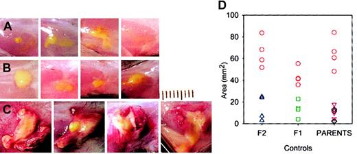 Fig. 1. M luteus produces larger and more inflamed lesions in lys M−/− mice. / Each panel is a photograph of a lesion in an individual mouse on day 5. (A) C57Bl6 mice; (B) 129Sv mice; (C) lys M−/− mice. M luteus bacterial suspension is bright yellow. Lesions in lys M−/− mice show more inflammation, as evidenced by greater volume of white exudate, more redness, and numerous visible blood vessels. Each division on the scale represents 1 mm. (D) Areas of lesions in lys M−/− mice (red circles) compared with controls F2 (blue triangles) and F1 (green squares) and parental strains C57Bl6 (black diamonds) and 129Sv (purple triangles).