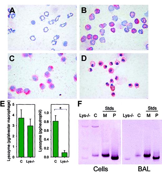 Fig. 4. Alveolar macrophages of lys M−/− mice express lysozyme P. / Peritoneal exudate neutrophils were from (A) lys M−/−mice and (B) F2 wild-type mice. Alveolar macrophages were from (C) lys M−/− mice and (D) F2 wild-type mice. Cells were stained with antilysozyme antibody and counterstained with hematoxylin. Reactive cells stained red. Note that lysozyme is present in alveolar macrophages but absent in neutrophils of lys M−/−mice. (E) Concentration of lysozyme in lung lavage (> 95% macrophages; pg/cell; left panel) and peritoneal exudate lavage (> 85% neutrophils; pg/cell; right panel). Error bars indicate SEM; asterisk, significant difference (P = .006) in lysozyme concentration. (F) Western blot analysis with antilysozyme antibody indicates that 1.4 × 105 alveolar macrophages (left panel) or 100 μL BAL cell-free supernatant (right panel) from wild-type mice (“C”) contain only lysozyme M, while 1.4 × 105 alveolar macrophages or 100 μL BAL cell-free supernatant from lys M−/− mice contain only lysozyme P. M and P represent recombinant lysozyme M and P standards (Stds, 200 ng).