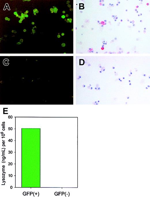 Fig. 5. GFP+, but not GFP−, cells express enzymatically active lysozyme P. / Cells (> 95% alveolar macrophages) from BAL of 15 lysozyme M–deficient mice were pooled and sorted by FACS based on the presence or absence of GFP. GFP expression was confirmed by epifluorescence microscopy (panel A, GFP+ cells; panel C, GFP−cells). By immunostaining with antimouse lysozyme antibody, only GFP+ cells (B), not GFP− cells (D), expressed lysozyme, and only the GFP+ fraction contained enzymatically active lysozyme as determined by lysoplate analysis (E).