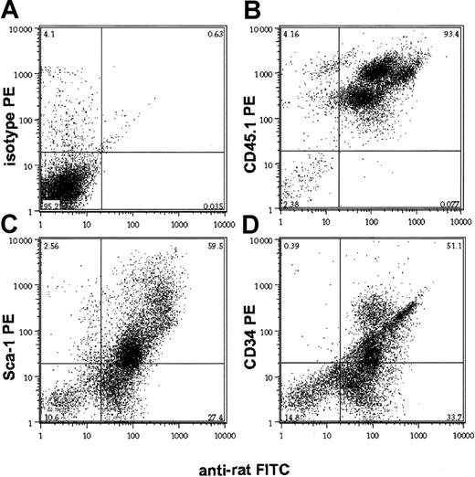 Fig. 3. In vivo binding of anti-CD45 antibody 30F11 to hematopoietic progenitor cells. / Bone marrow of mice that had received a single dose (1 μg/g body weight) of anti-CD45 MAb 24 hours earlier was analyzed on a flow cytometer after double staining with a rat antibody and antibodies against the stem cell antigens Sca-1 (C) and CD34 (D). Negative and positive controls are isotype PE (A) and CD45.1 PE (B), respectively. Numbers in each quadrant represent percentages of total cells in each.
