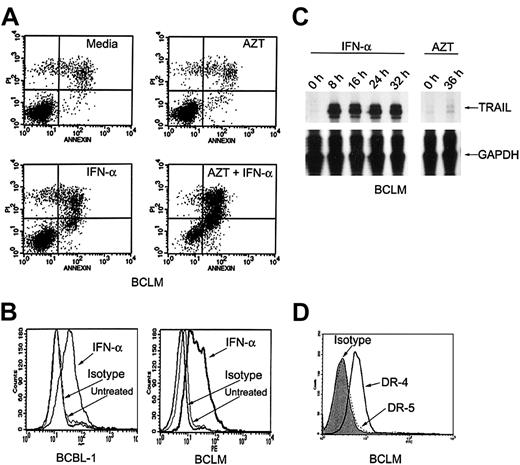 Fig. 2. IFN-α induces expression of TRAIL in primary PEL cells. / (A) AZT and IFN-α synergize to induce apoptosis in primary PEL cells (BCLM). Cells were treated for 36 hours with medium, AZT 10 μg/mL, IFN-α 1000 U/mL, or AZT 10 μg/mL plus IFN-α 1000 U/mL. Cells were analyzed for apoptosis by PI/annexin-V staining and FACS analysis. Top and bottom right quadrants of each box are the apoptotic populations. (B) IFN-α induces TRAIL surface expression in primary PEL cells. BCBL-1 and BCLM cells were treated for 24 hours with medium or IFN-α 1000 U/mL and assayed for TRAIL expression by FACS analysis. (C) TRAIL mRNA is induced by IFN-α but not by AZT in primary PEL cells. BCLM cells were treated with medium; IFN-α for 8, 16, 24, and 32 hours; or AZT 10 μg/mL for 36 hours and examined for TRAIL mRNA expression by RNAse protection assay. Reduced glyceraldehyde-3-phosphate dehydrogenase (GAPDH) expression was used as an internal control. (D) Primary PEL cells express TRAIL receptors. BCLM surface expression of DR-5 (dotted line) and DR-4 (solid line) was determined by FACS analysis. Shaded area is mouse isotype control (IgG1).