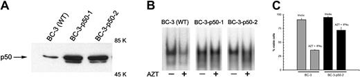 Fig. 6. AZT- and IFN-α-mediated apoptosis in PEL is NF-κB dependent. / (A) BC-3 p50/VP16 cells express high levels of nuclear NF-κB compared with wild-type BC-3 cells. Purified nuclear extracts (15 μg) from wild-type BC-3 cells and BC-3/VP16 transfectants were assayed by Western blot for expression of NF-κB. (B) Effect of AZT on NF-κB nuclear signal in p50/VP16 transfectants. Untransfected BC-3 cells (WT) and 2 clones of BC-3 p50/VP16 transfectants were treated with AZT (10 μg/mL) for 30 minutes. Nuclear extracts (15 μg) were assayed for NF-κB by EMSA. (C) Transfection of p50/VP16 renders BC-3 cells resistant to AZT and IFN-α. BC-3 and BC-3 p50/VP16 transfectants were treated with medium or AZT (10 μg/mL) plus IFN-α (1000 U/mL) for 36 hours. Viability was assessed by trypan blue exclusion.