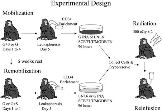 Fig. 1. Experimental design. / Each animal initially received 5 doses of either G-CSF+SCF or G-CSF before leukapheresis. CD34+ cells were transduced with either G1Na or LNL6 vectors for 96 hours. Each animal was mobilized with the alternative regimen 6 weeks later, but this time transduction was done with the other vector. Both transduced aliquots were frozen at the end of transduction and then thawed and reinfused to the monkey after 500 cGy × 2 total body irradiation. The same experimental design was used to compare G-CSF+SCF– versus G-CSF+Flt3-L–mobilized cells.