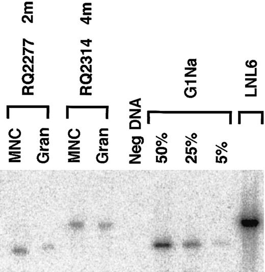 Fig. 5. Southern blot analysis of genomic marking. / In animals RQ2277 and RQ2314 the Southern blot analysis of PB mononuclear cells and granulocytes after engraftment shows only the vector that was used to transduce the G-CSF+SCF fraction (G1Na in animal RQ2277, and LNL6 in animal RQ2314). LNL6 DNA and serial dilutions of G1Na DNA into normal rhesus DNA were used as controls. Due to residual env sequences in LNL6 that are not present in G1Na, the expected fragment size is 3.0 kb for LNL6 and 2.3 kb for G1Na.