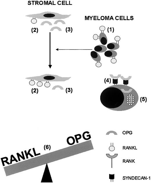 Fig. 1. Interactions of the RANKL-OPG system with myeloma cells, bone marrow stromal cells, and osteoclasts in the pathogenesis of myeloma bone disease. / Myeloma cells express RANKL (1) and cause bone marrow–residing stromal cells to overexpress RANKL (2). In addition, myeloma cells inhibit OPG production by stromal cells (3). Syndecan-1 is expressed on the surface of myeloma cells and binds the heparin-binding domain of OPG (4), thus facilitating internalisation and lysosomal degradation of OPG (5). The physiologic balance between RANKL and OPG is tilted by these combined effects (6), and the ensuing enhanced RANKL-to-OPG ratio promotes osteoclast formation and activation, which is responsible for osteolysis, hypercalcemia, fractures, and pain. OPG indicates osteoprotegerin; RANKL, receptor activator of NF-κB ligand; RANK, receptor activator of NF-κB.